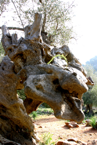 ES CAMELL - Olivenbäume und haine - Oliventourismus - Balearen - Agrarnahrungsmittel, Ursprungsbezeichnungen und balearische Gastronomie